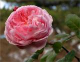 Eglantine winter