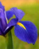 The colour blue - Dutch Iris