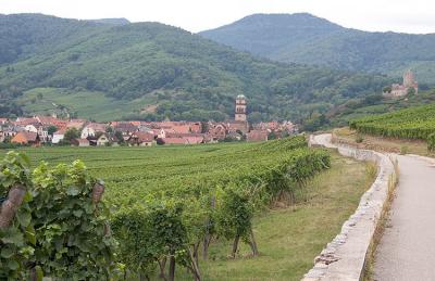 Rolling through the vineyards to Kayserberg