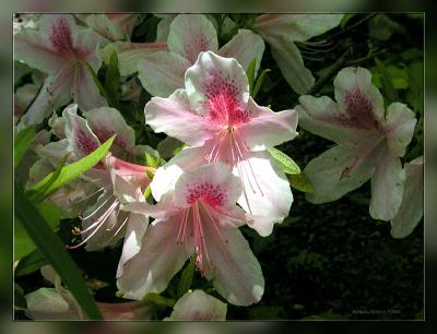 Azalea.0692