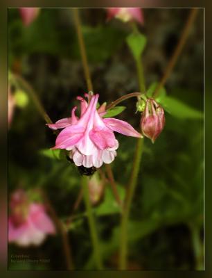 Aquilegia.Ruff.0769