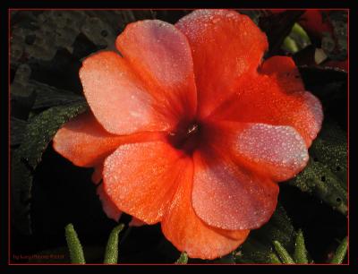 Impatiens.Dewy.Bmc.1804