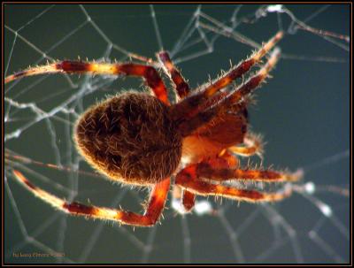 spider.insunrise.3375