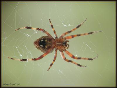 SpiderFmInside.3421