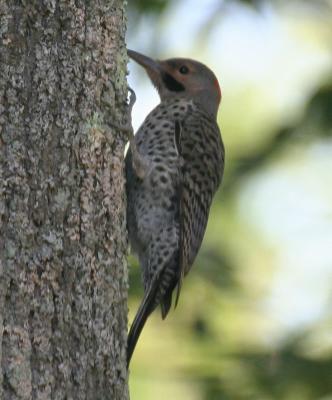 Small Local Birds of Central NY