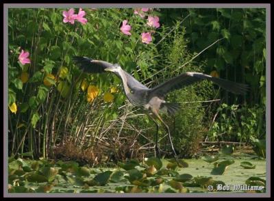 Graceful Landing xx.jpg