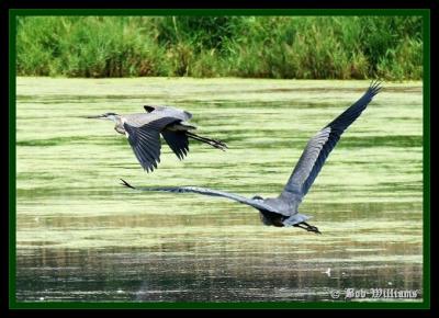 Herons & Egrets