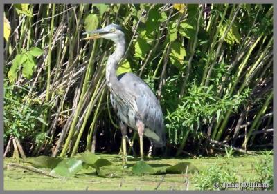 IMG_1775frame.jpg