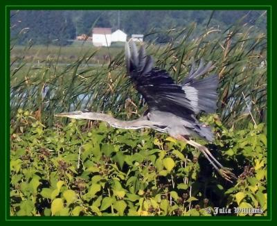 IMG_1078frame.jpg