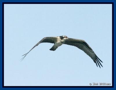 IMG_1924frame.jpg