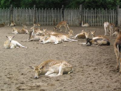 MarinelandDeer.jpg