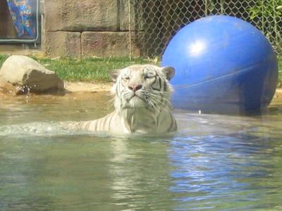 v3/57/292457/3/44548929.GreatAdvTigers.jpg