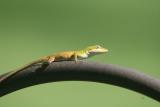 Anole Lizard