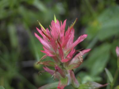 Indian Paintbrush.jpg