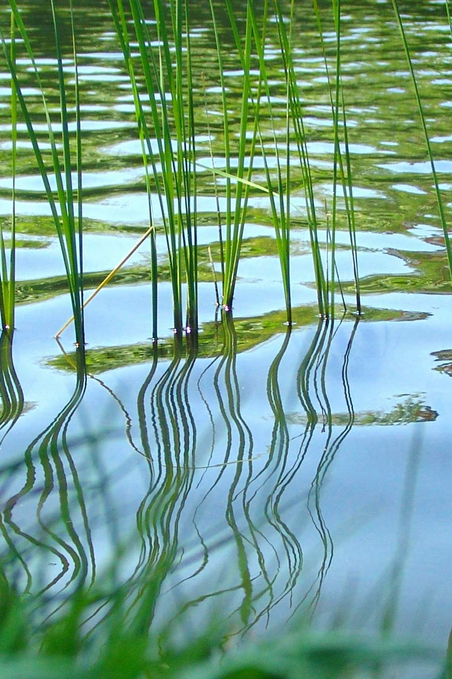 Green reed reflecting on water