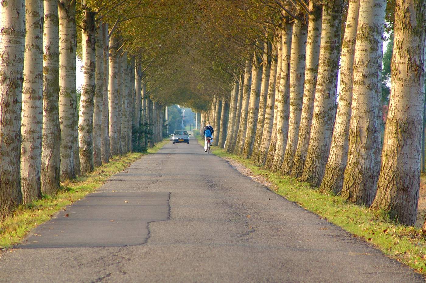 Tree and byciclist