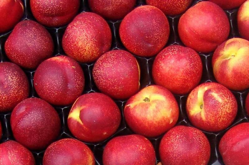 Apples
