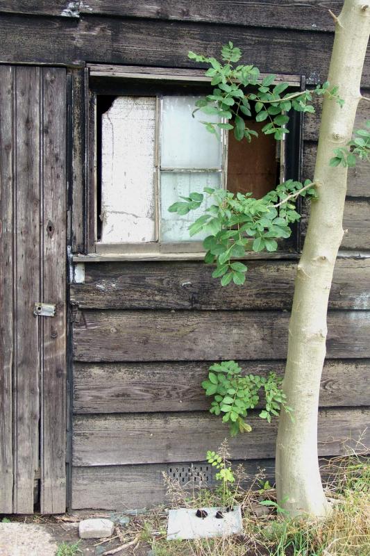 Barn tree