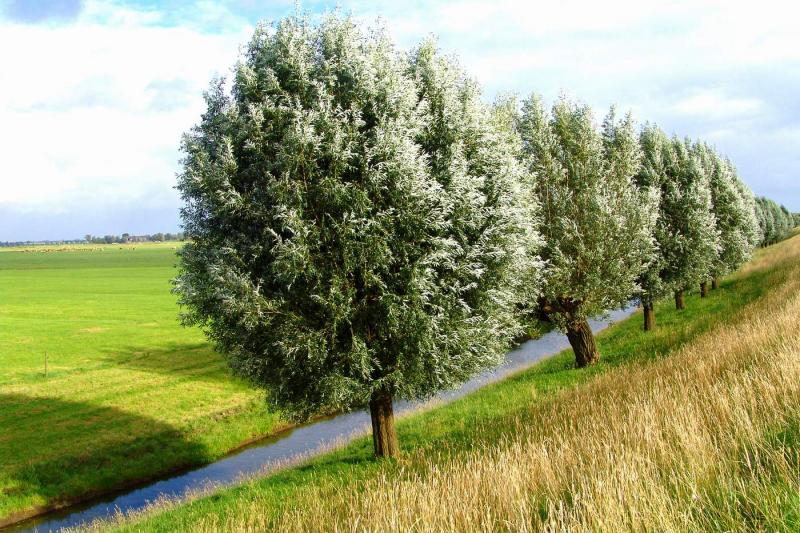 Silvery trees