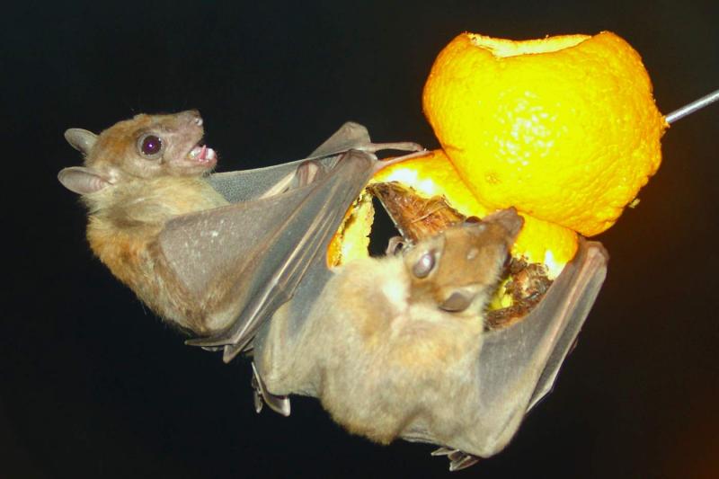 Bats eating