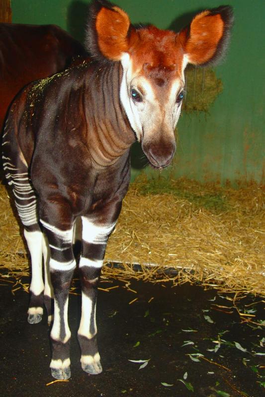 Young okapi