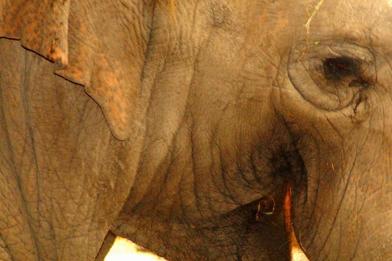 Elephant's close-up