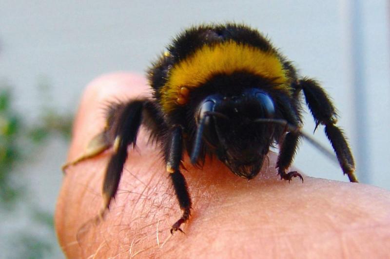 Old bee sitting on a finger