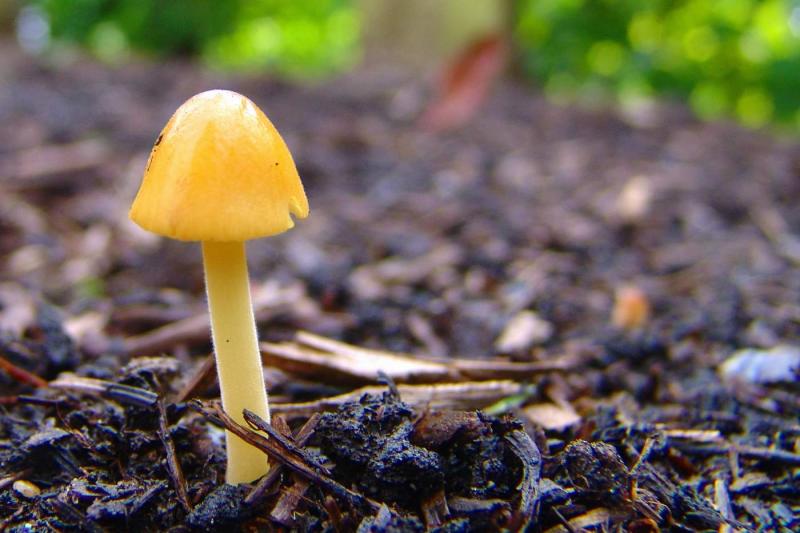 Tiny yellow mushroom