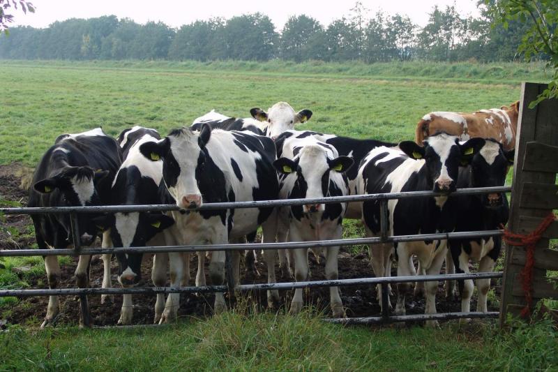 Curious cows