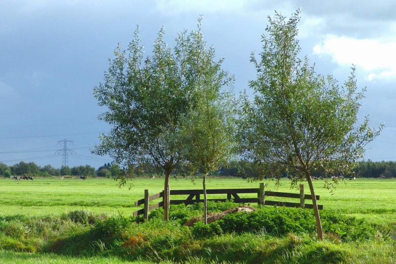 Three trees with fence