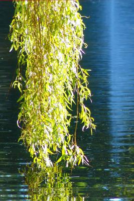 Green tree with reflection