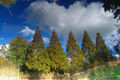 Blue reflection