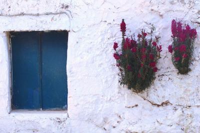 Flowers beside window