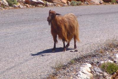 Mountain goat on road