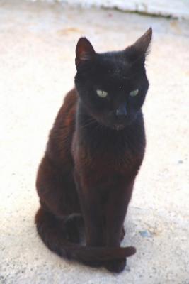 Tiny black cat