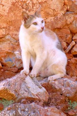 Orange-white cat