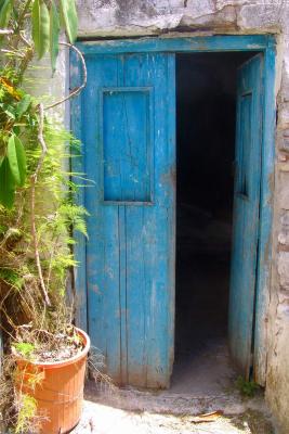 Blue door and plant