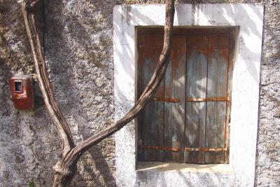 Door and tree