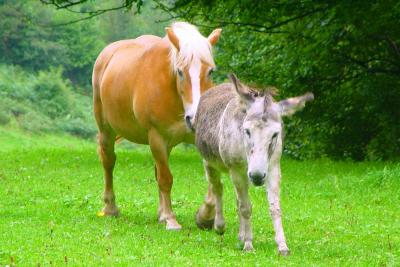 Donkey and horse