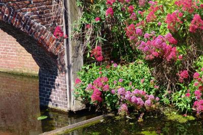 Flowers along canal