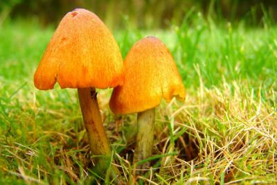 Orange mushrooms,