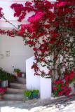 Huge bougainville