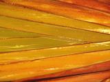 Palmtree leaf