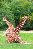 Giraffe composition