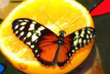 DSC07966a w.JPG