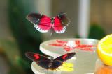 Two butterflies