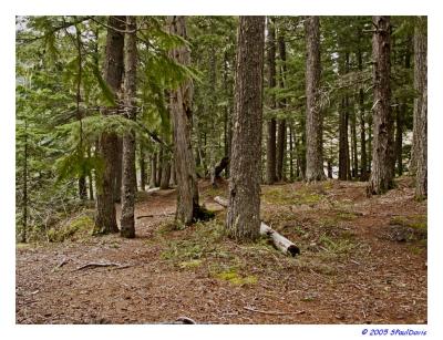 TYPICAL CASCADE MOUNTAIN FOREST