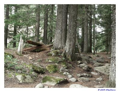 CANYA SMELL THE FOREST ?