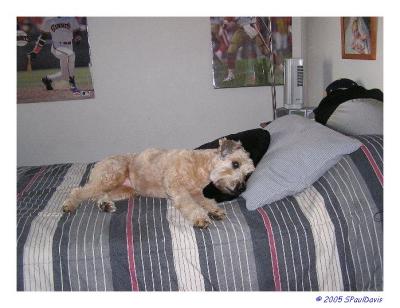 A GRANDDOG