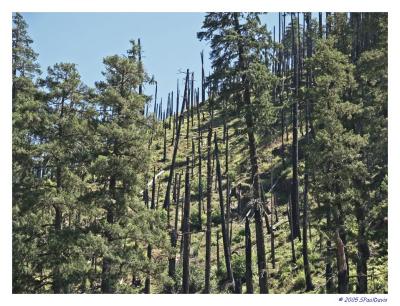 WHERE TH' HECK WAS SMOKEY ?